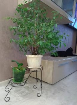 Подцветочница Sheffilton Мелодия