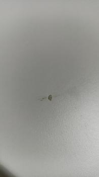 Стол ломберный раскладной без ящика 60х80 Белый ЛДСП (У)